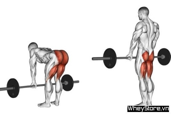 Điểm danh bài bác tập sống lưng dưới gymer không nên bỏ qua Điểm danh bài bác tập lưng dưới gymer tránh việc bỏ qua