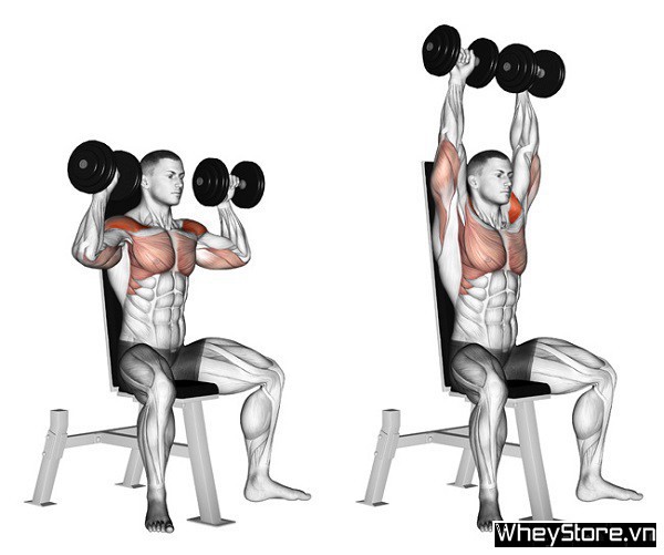 Bài tập vai cùng với tạ đối chọi siêu hiệu quả cho những người tập gym Bài tập vai với tạ đơn siêu hiệu quả cho người tập gym