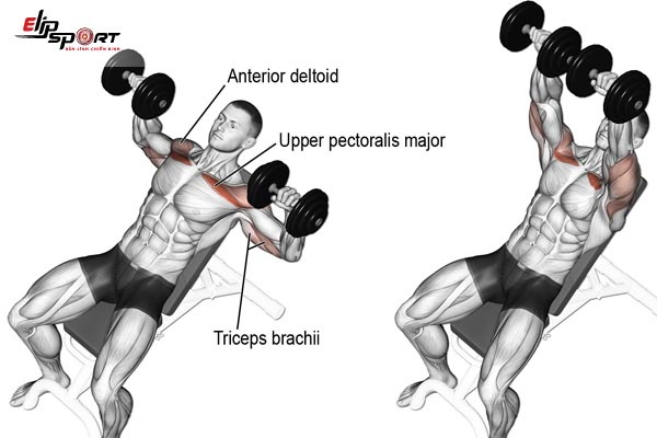 Gợi ý định kỳ tập gym cho người mới bắt Đầu chuẩn chỉnh nhất