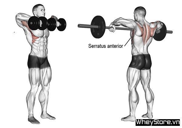 Top bài bác tập cơ ước vai trên nhà hiệu quả nhất cho gymer Top bài xích tập cơ mong vai tại nhà tác dụng nhất cho gymer