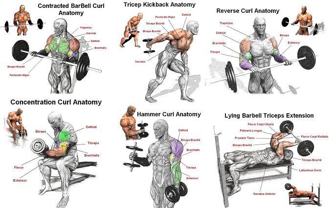 Tên các bài tập gym tiếng anh phổ biến và cách thực hiện